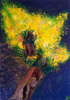 Mimosa
